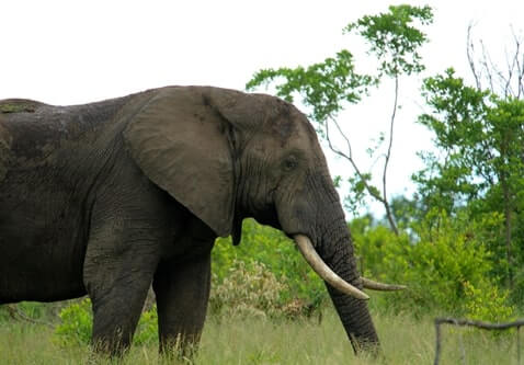 Elephant image for webinar